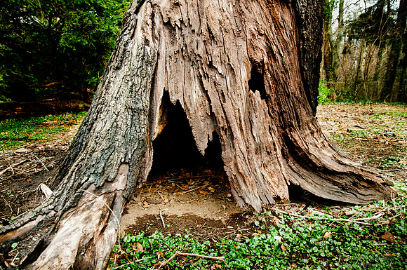 Evil Face Tree