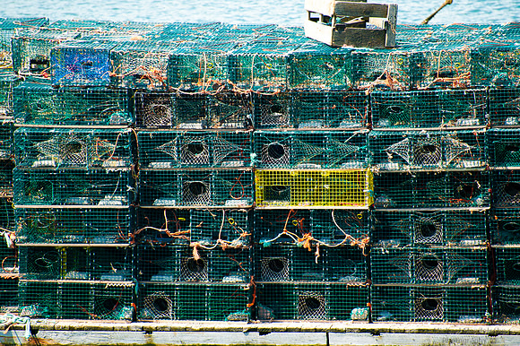 Lobster Traps
