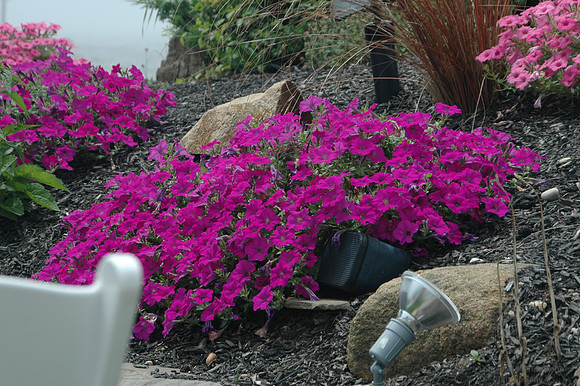 DSC_2466.jpg