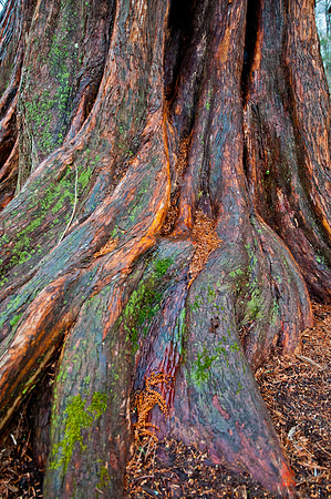 Veins in Bark